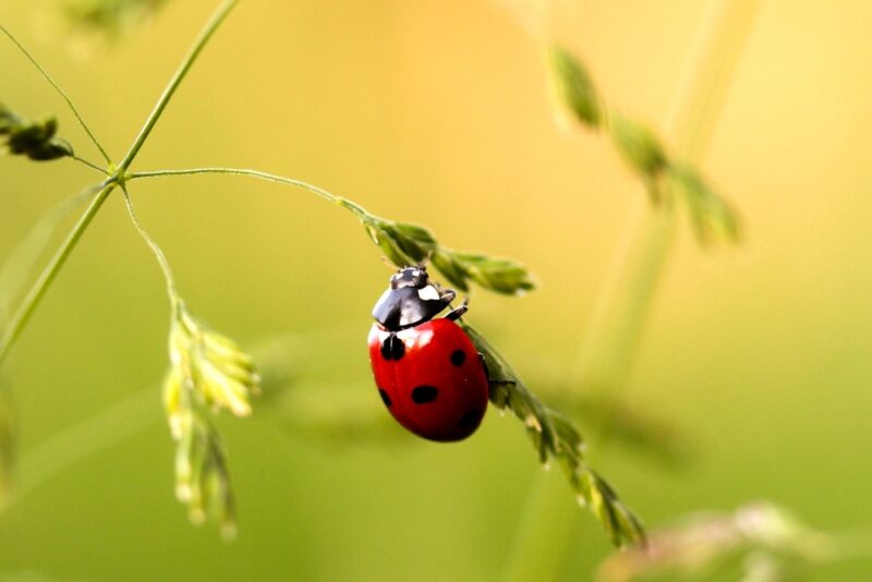 Ladybird